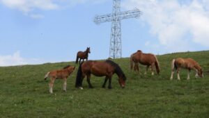 kraljevo-poludivlji-konji-na-stolovima-povise-kraljeva