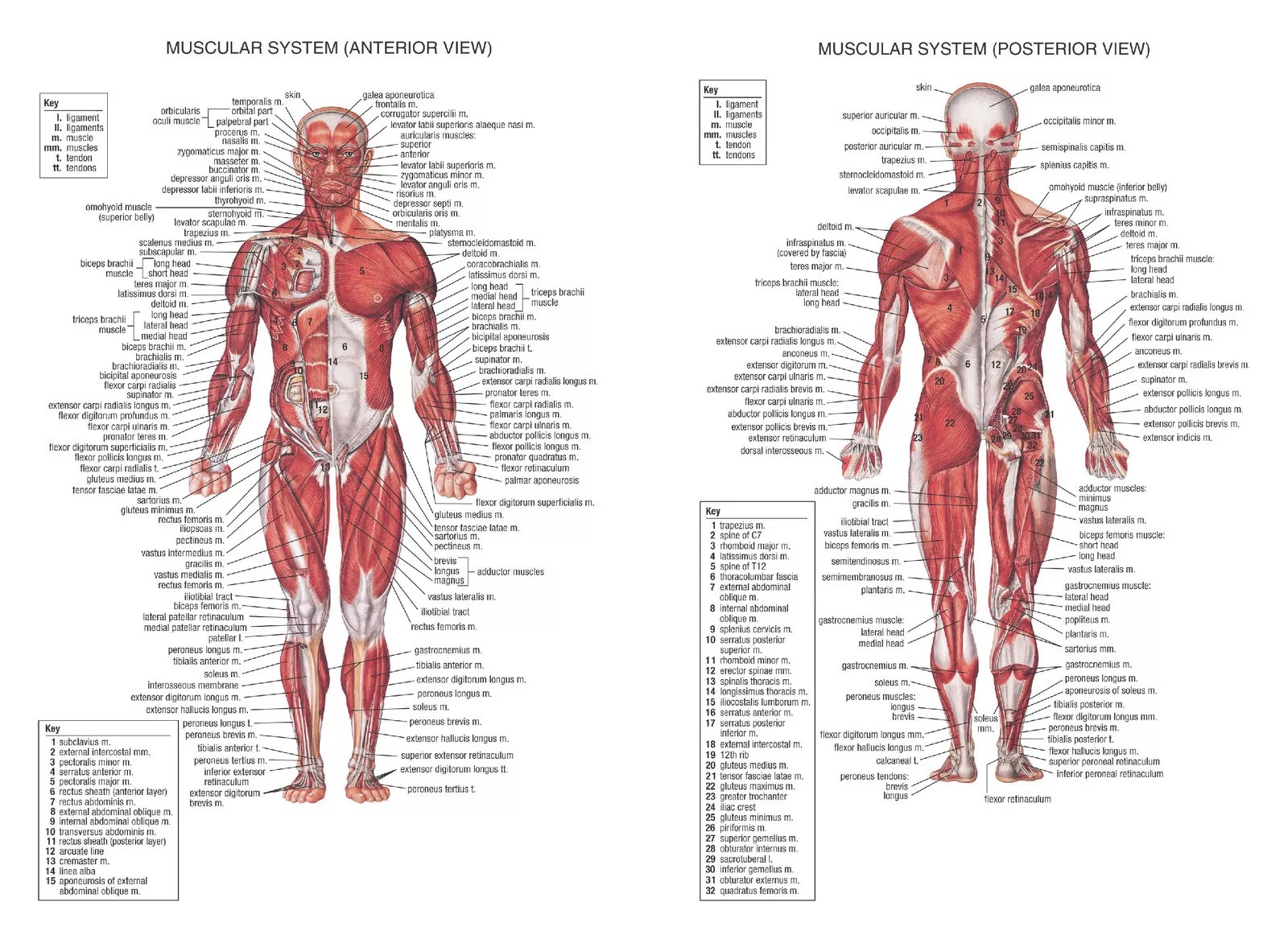 anatomija-slika-kurs anatomija-slika-kurs